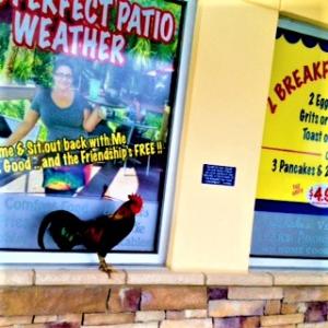 Allisons BackyardArt - Rooster at Town House Restaurant Oviedo FL 